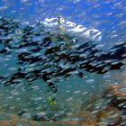 Dive buddy behind a fish swarm