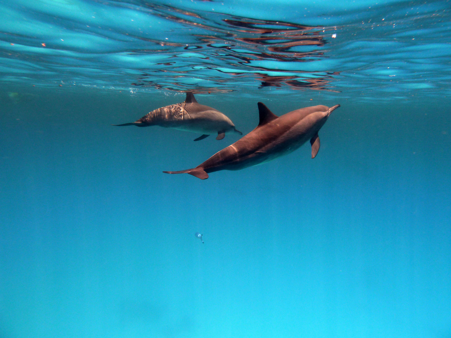 Dive with Dolphines