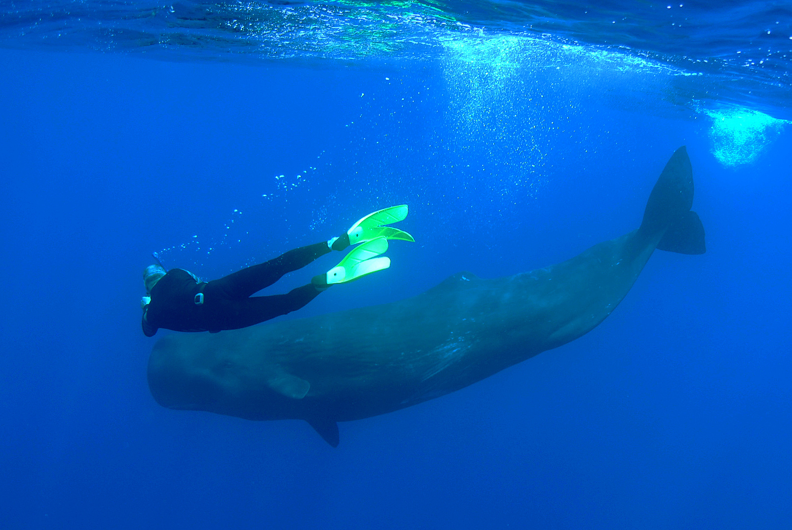 Diver & Spermwhale