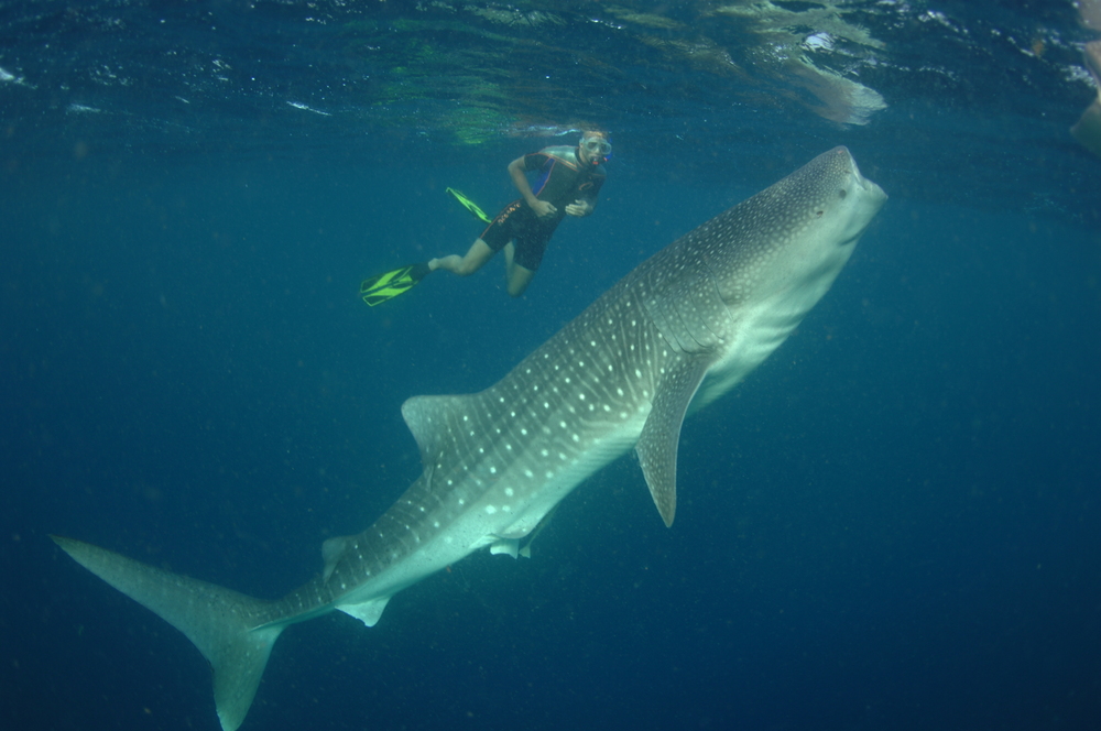 Diver & Whaleshark