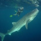 Diver & Whaleshark