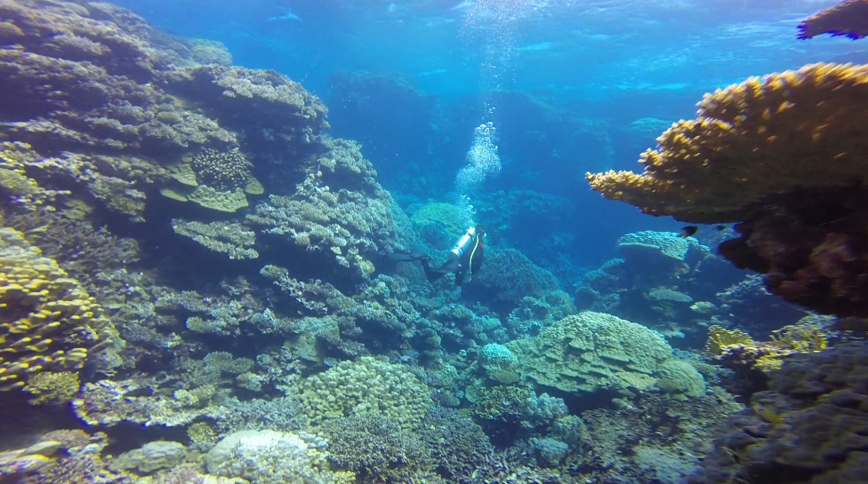 Divers Paradise, in den Canyons der Rotmeer-Riffe südlich Marsa Alam