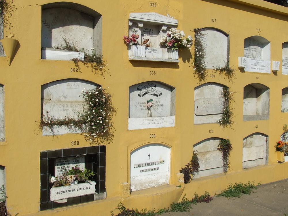 Diversas flores brotan a la par de las lapidas en tiempos de soledad