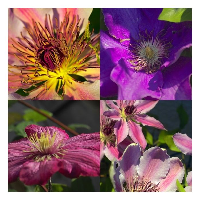 Diverse Clematis in verschiedenen Farben.