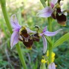 Diverse Ophrys Hybriden(scolopax+holoserica??) im Sommer 07 in Osthessen