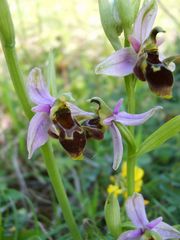 Diverse Ophrys Hybriden(scolopax+holoserica??) im Sommer 07 in Osthessen