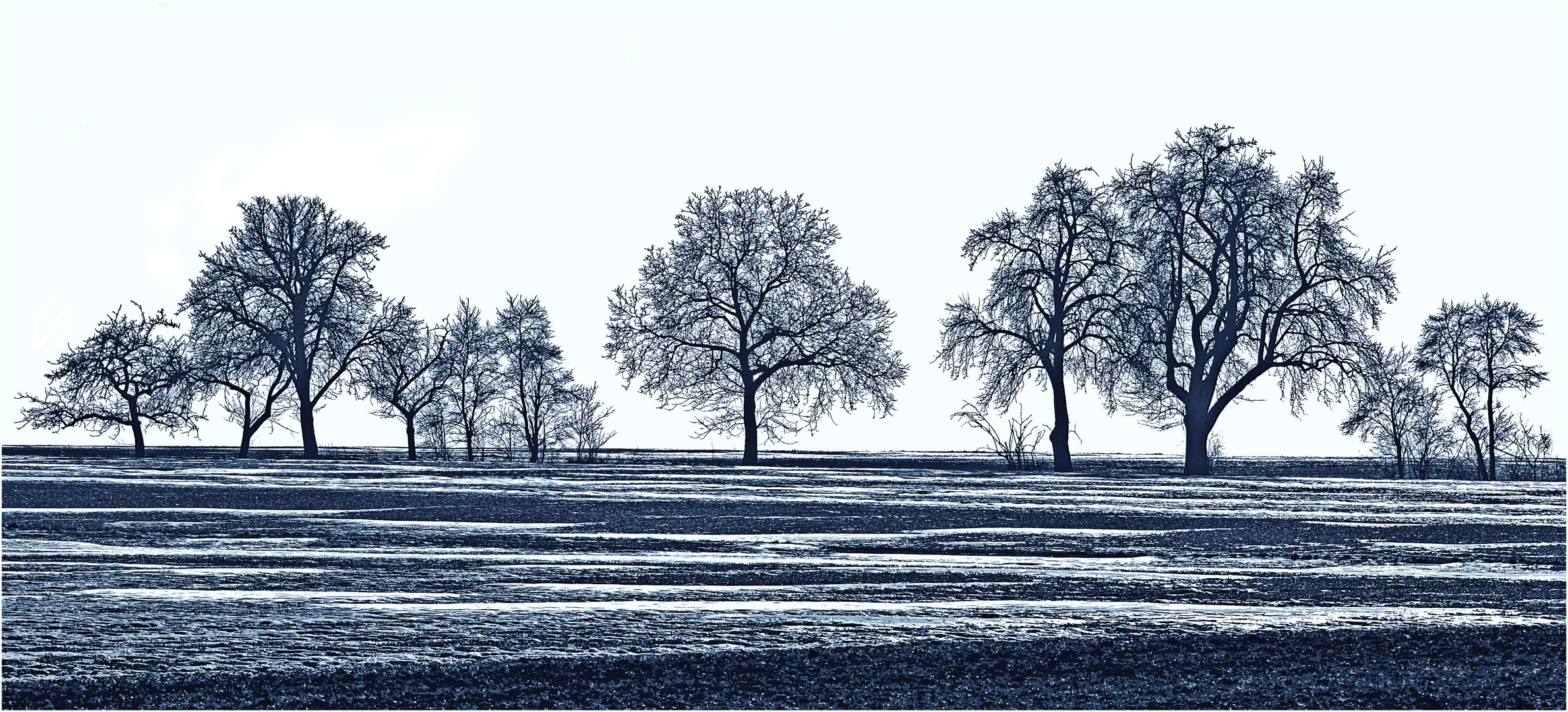 Diversity of trees