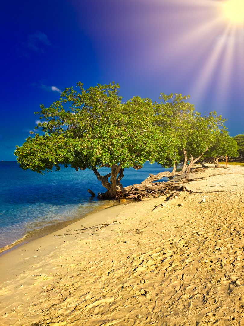 Divi Baum Aruba