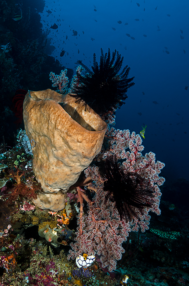 diving at Bangka Island