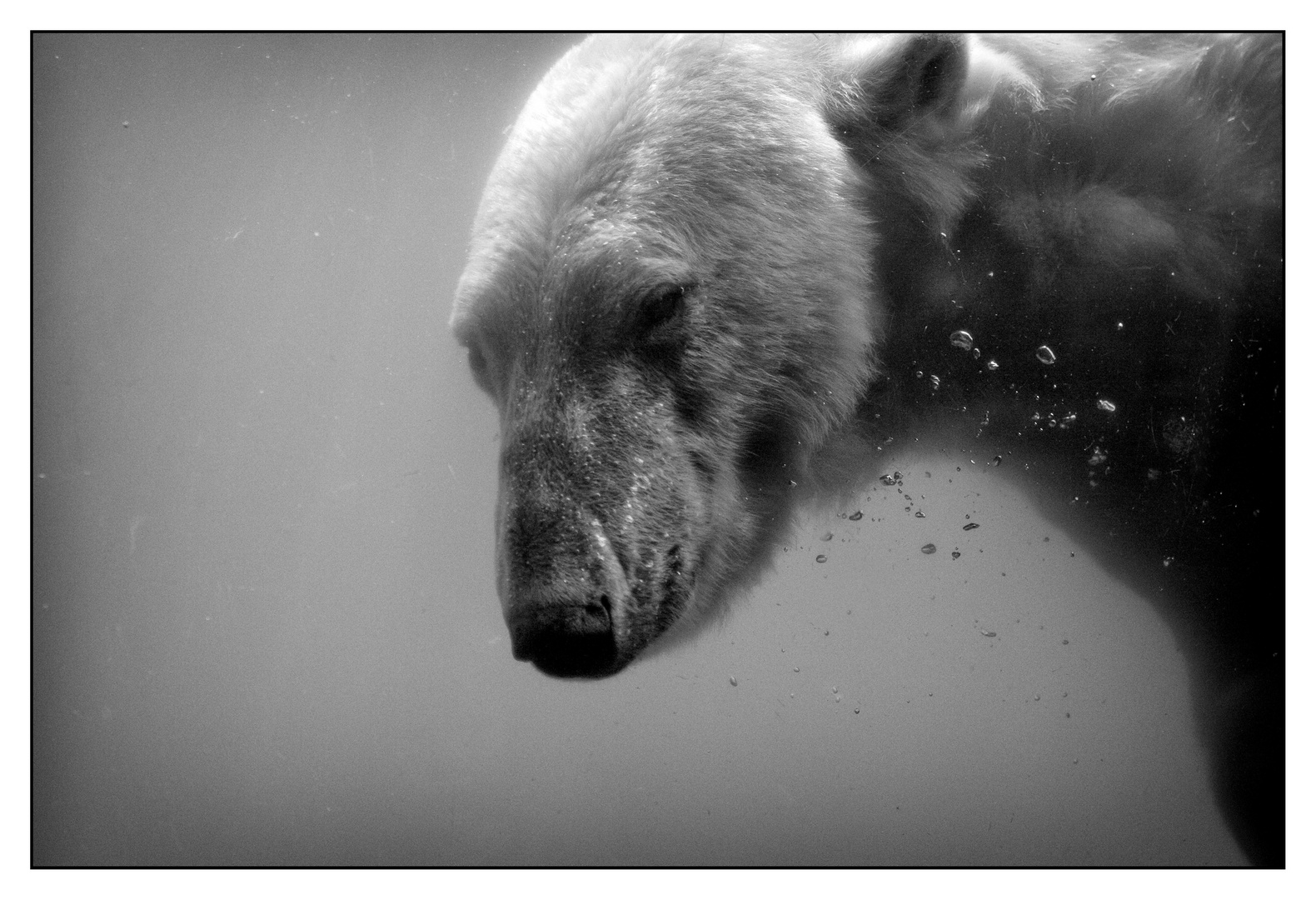 - diving bear -