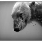 - diving bear -