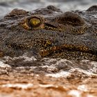 Diving Croc