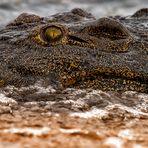 Diving Croc