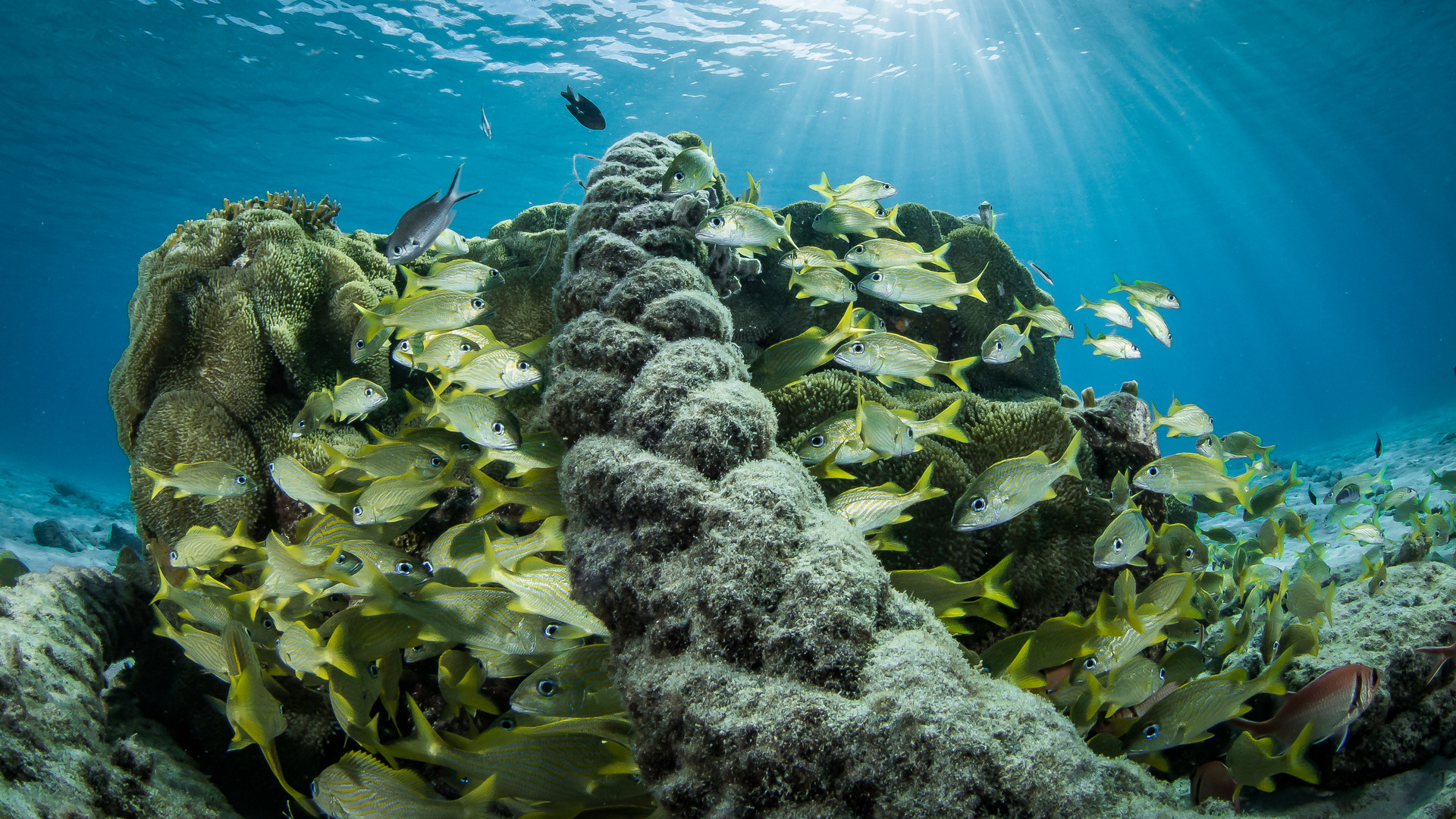 Diving Curacao