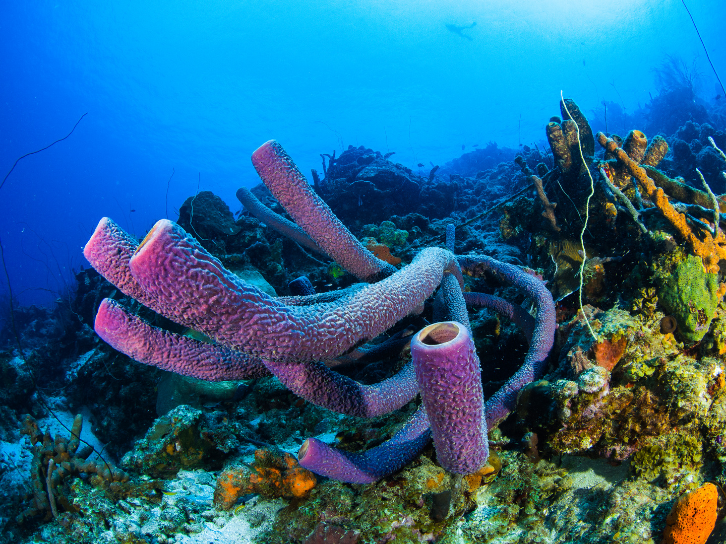 Diving Curacao