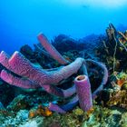 Diving Curacao