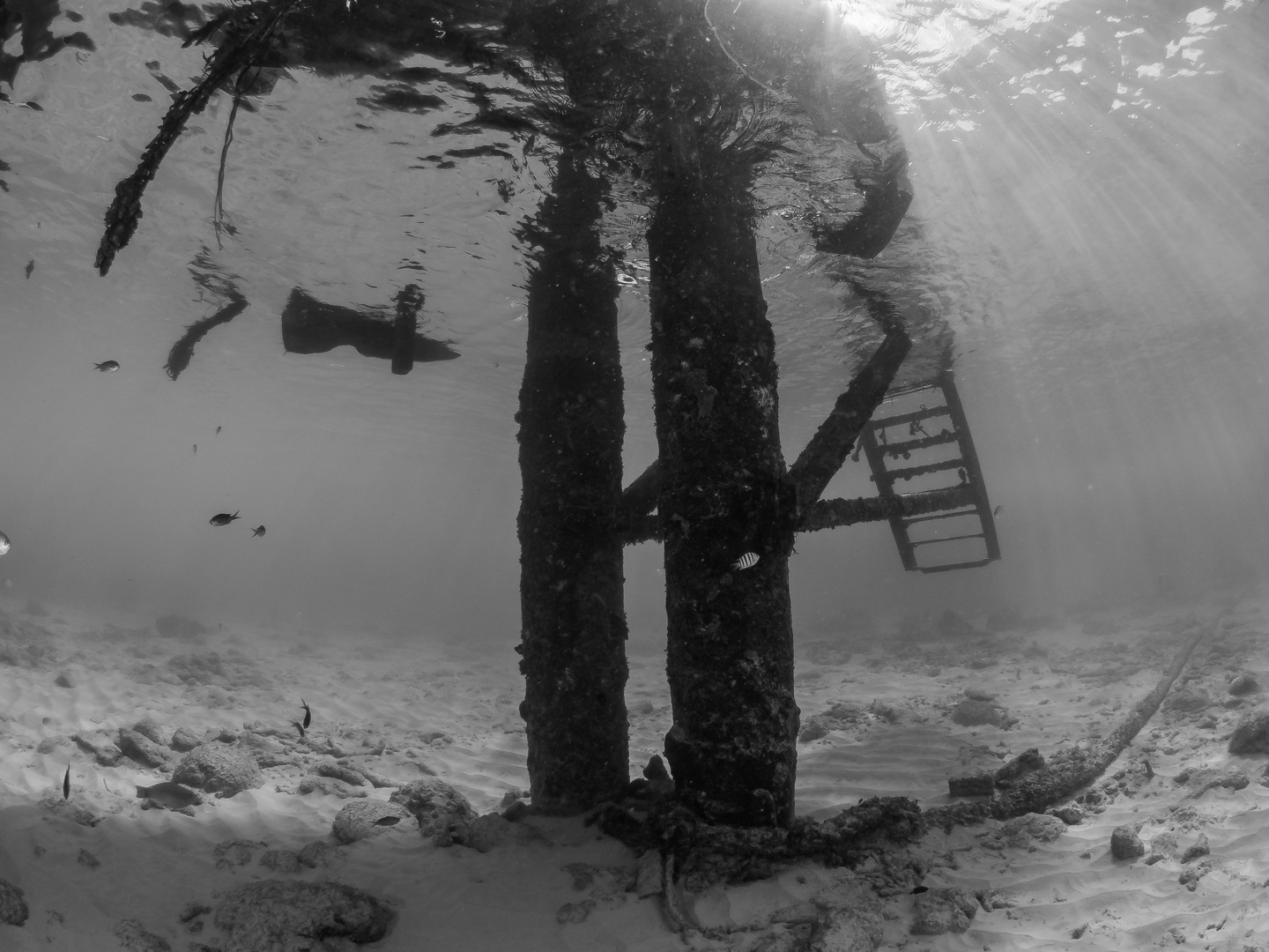 Diving Curacao