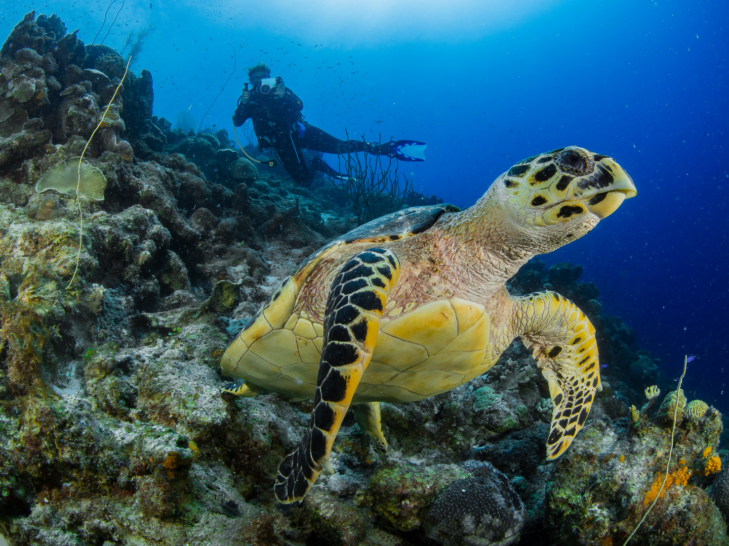 Diving Curacao