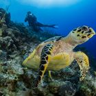 Diving Curacao