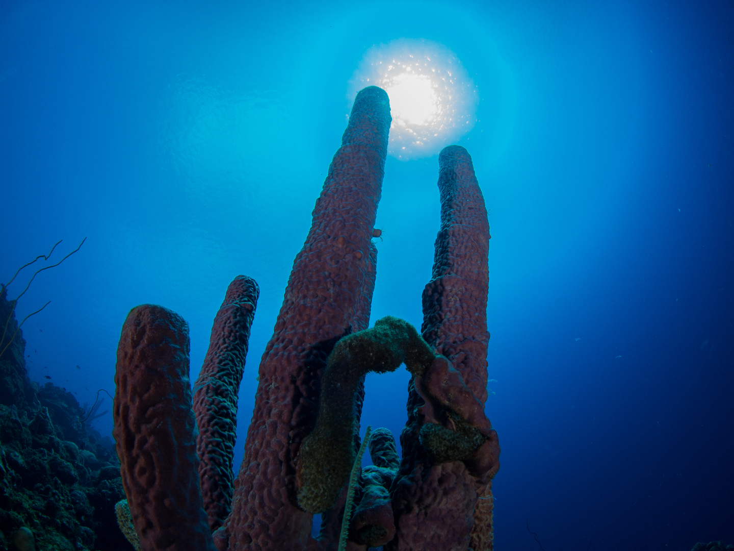 Diving Curacao