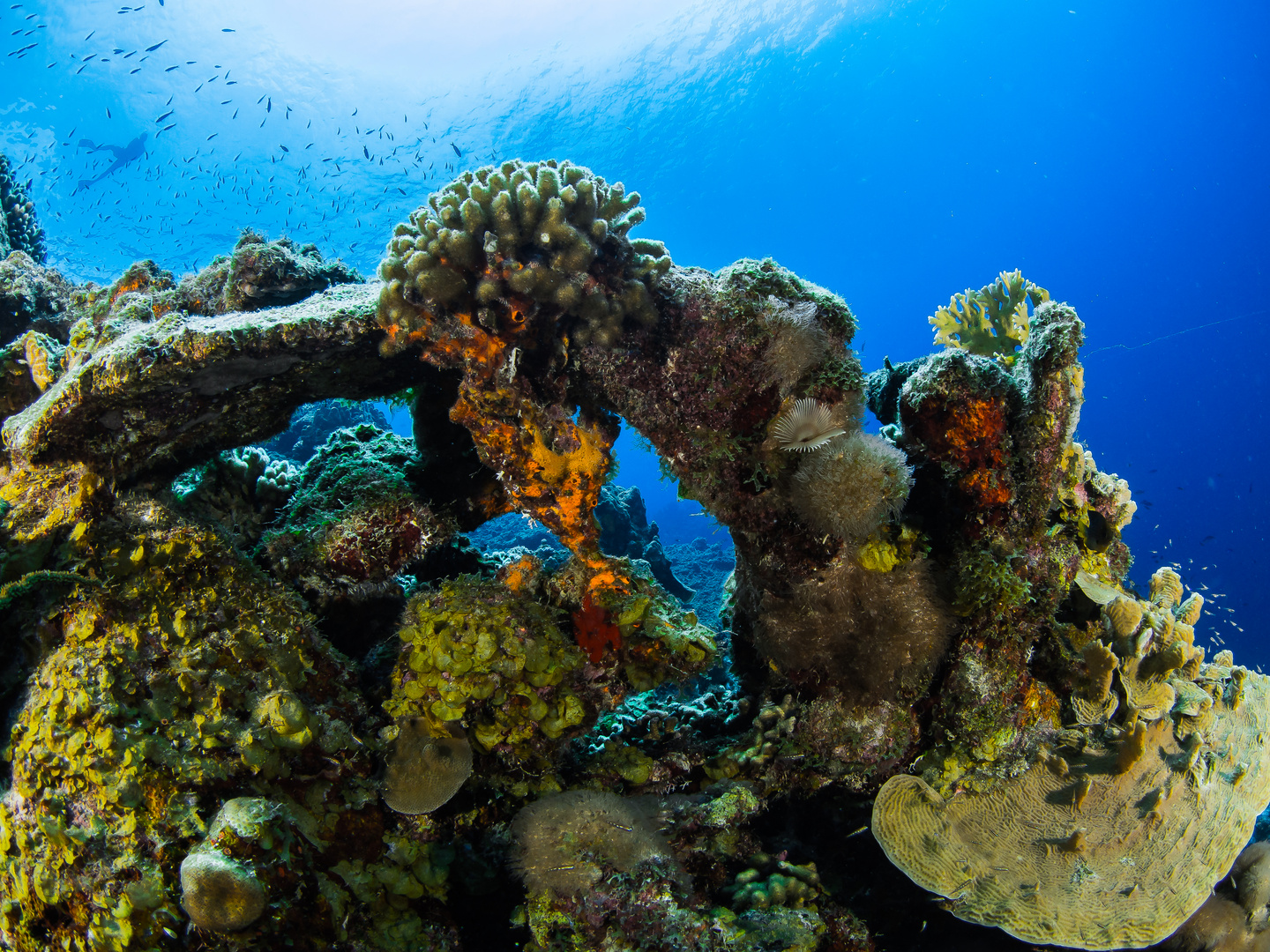 Diving Curacao