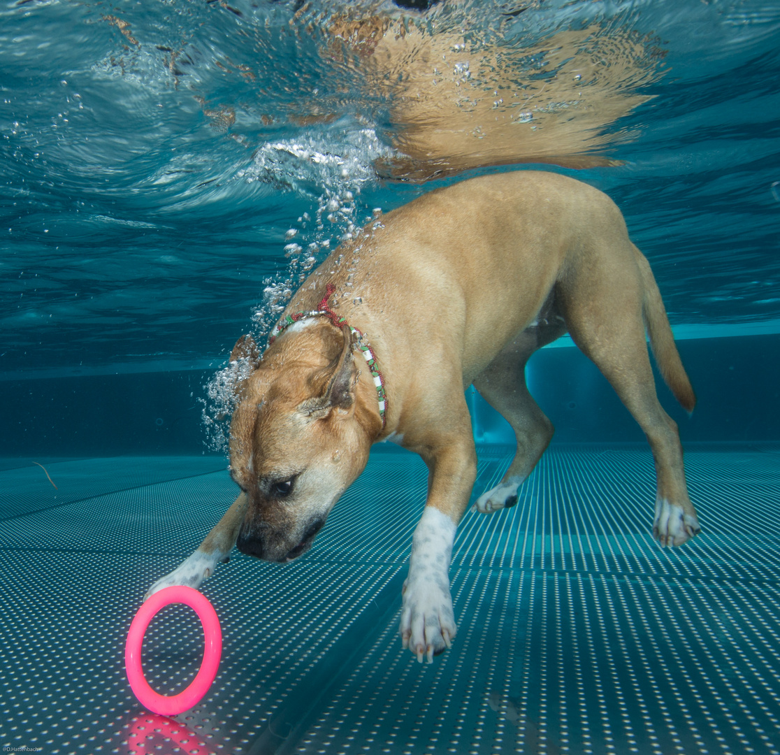 Diving Dog