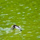 diving duck