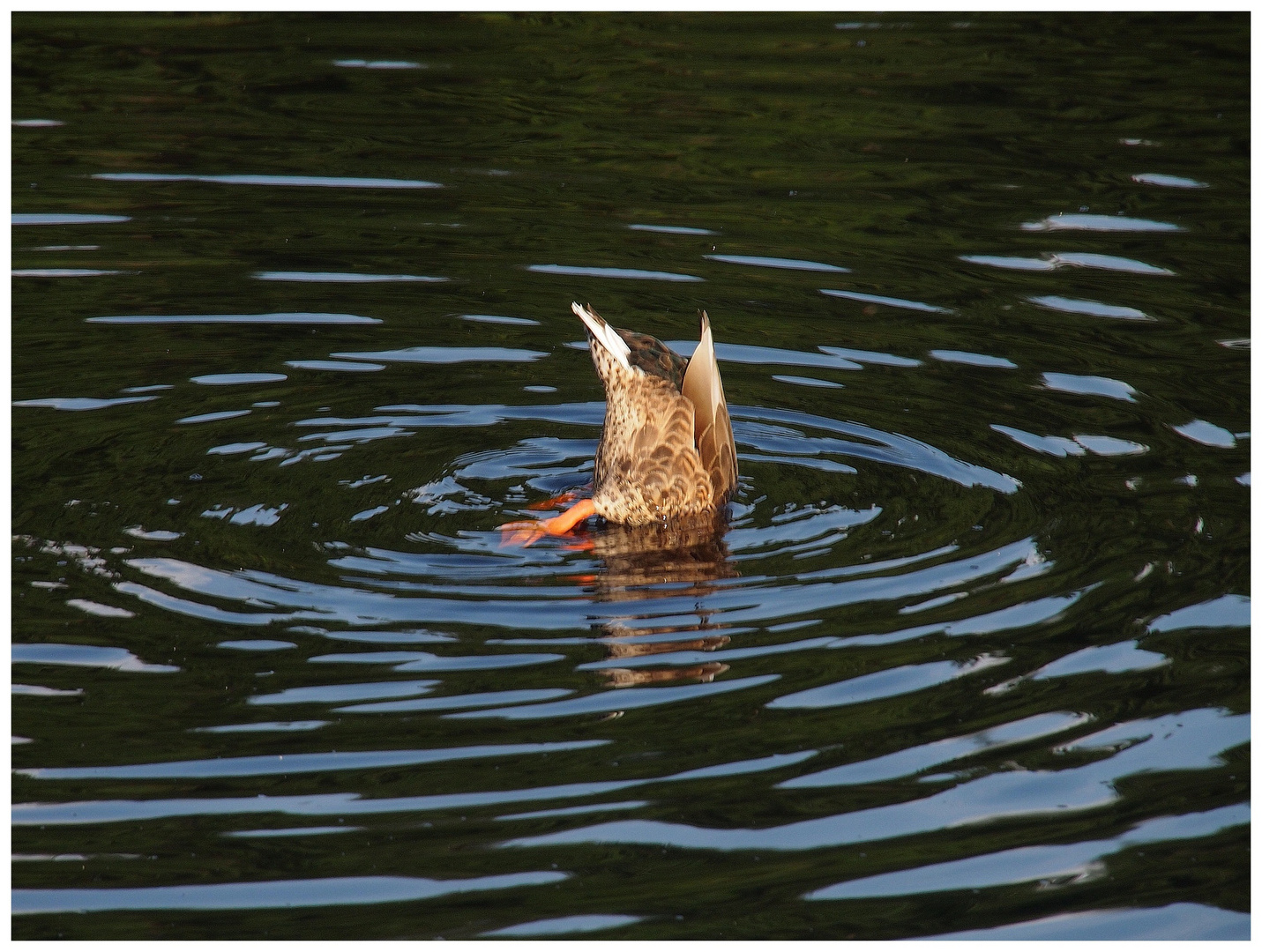 Diving duck