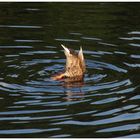 Diving duck