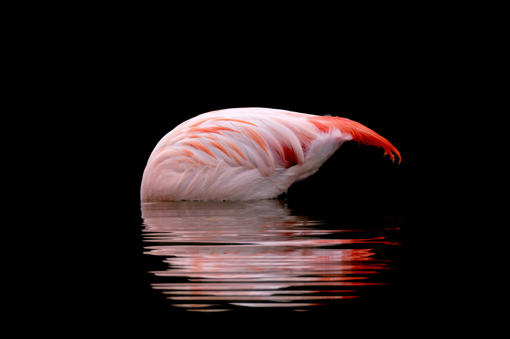 diving flamingo