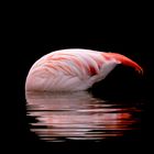 diving flamingo