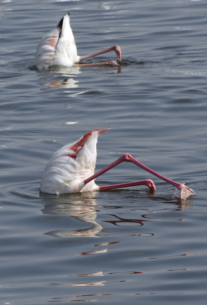 diving Flamingos