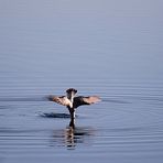 Diving Gull