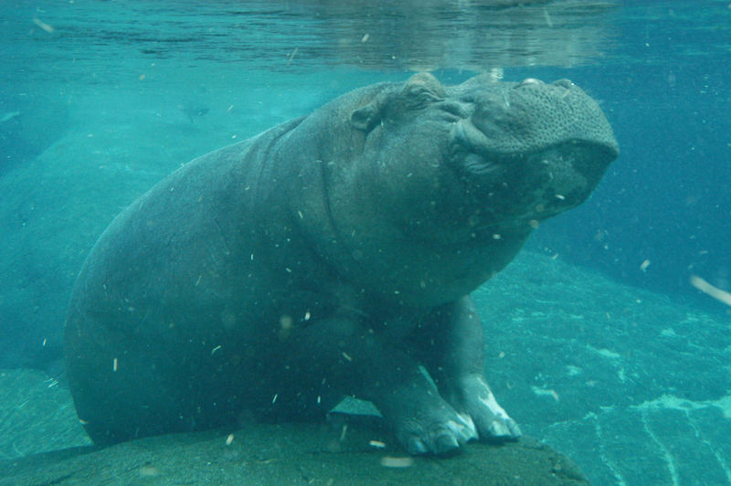 Diving Hippo at San Diego
