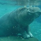 Diving Hippo at San Diego