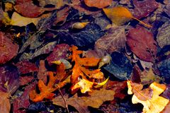 diving leaves