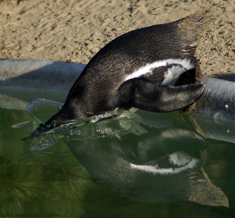 Diving pinguin