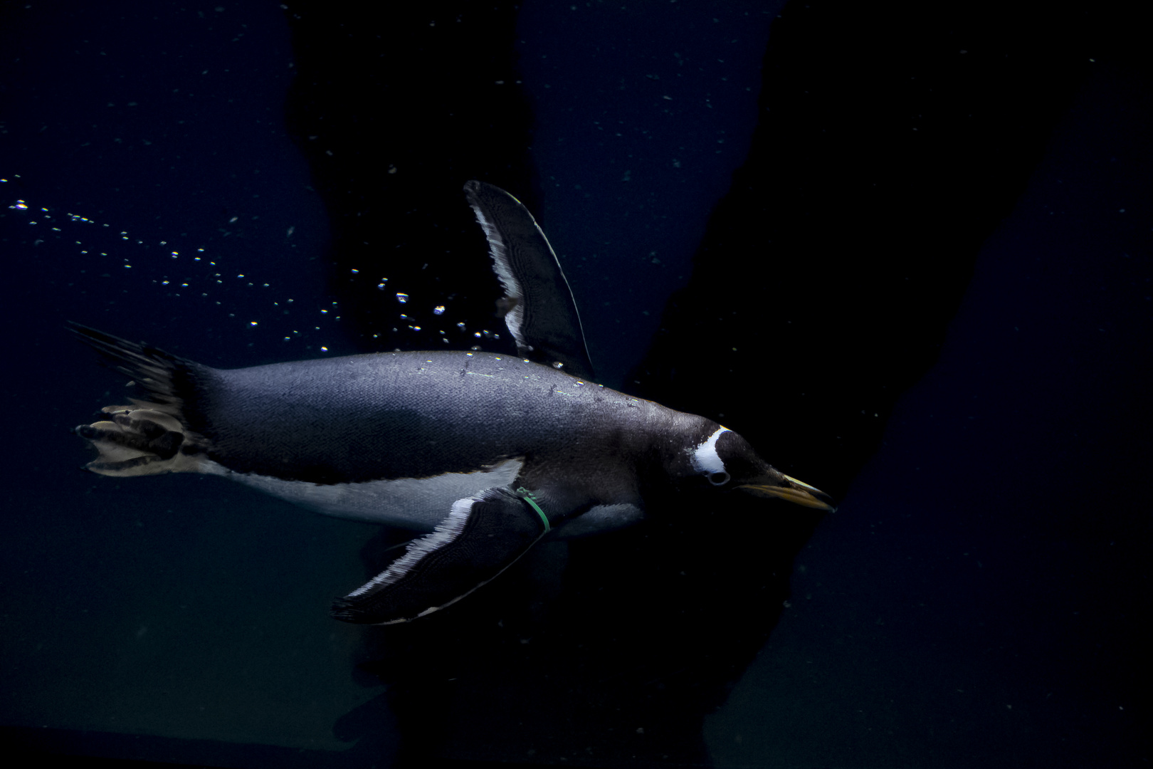 Diving Pinguin