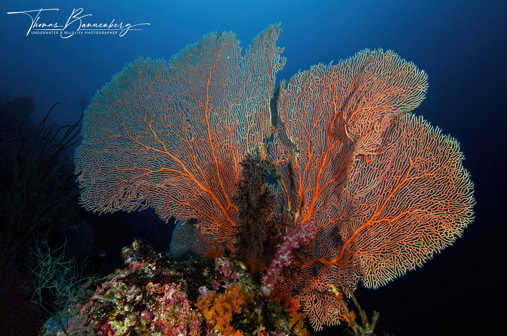 Diving Pulau Misool (Raja Ampat)