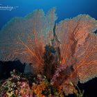 Diving Pulau Misool (Raja Ampat)