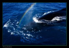 Diving Rainbow