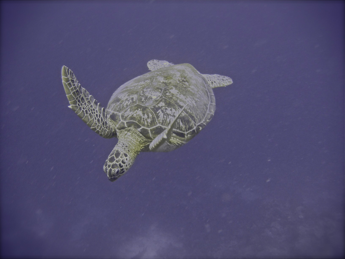 Diving Sipadan VII