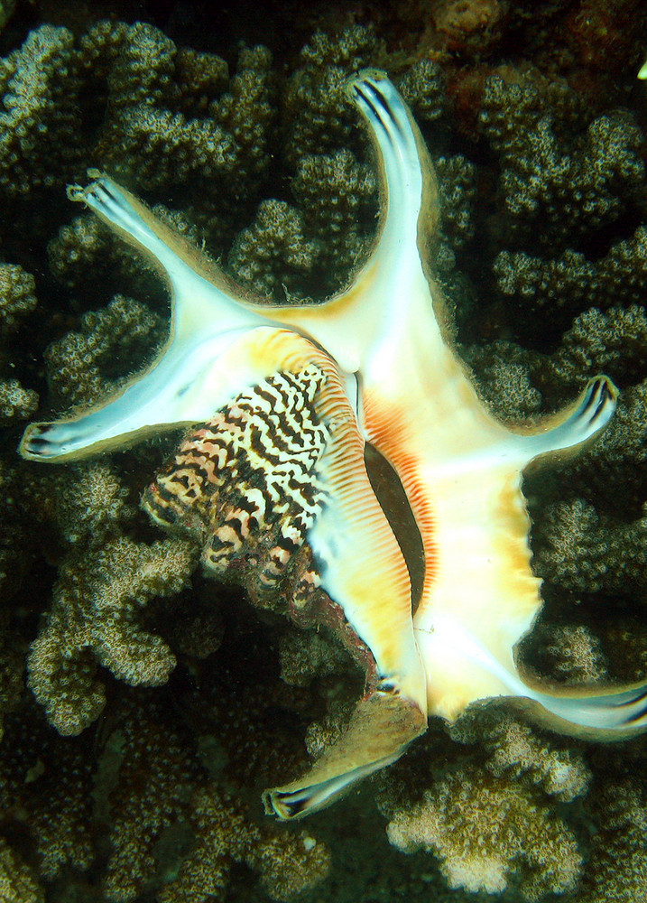 Diving Vietnam