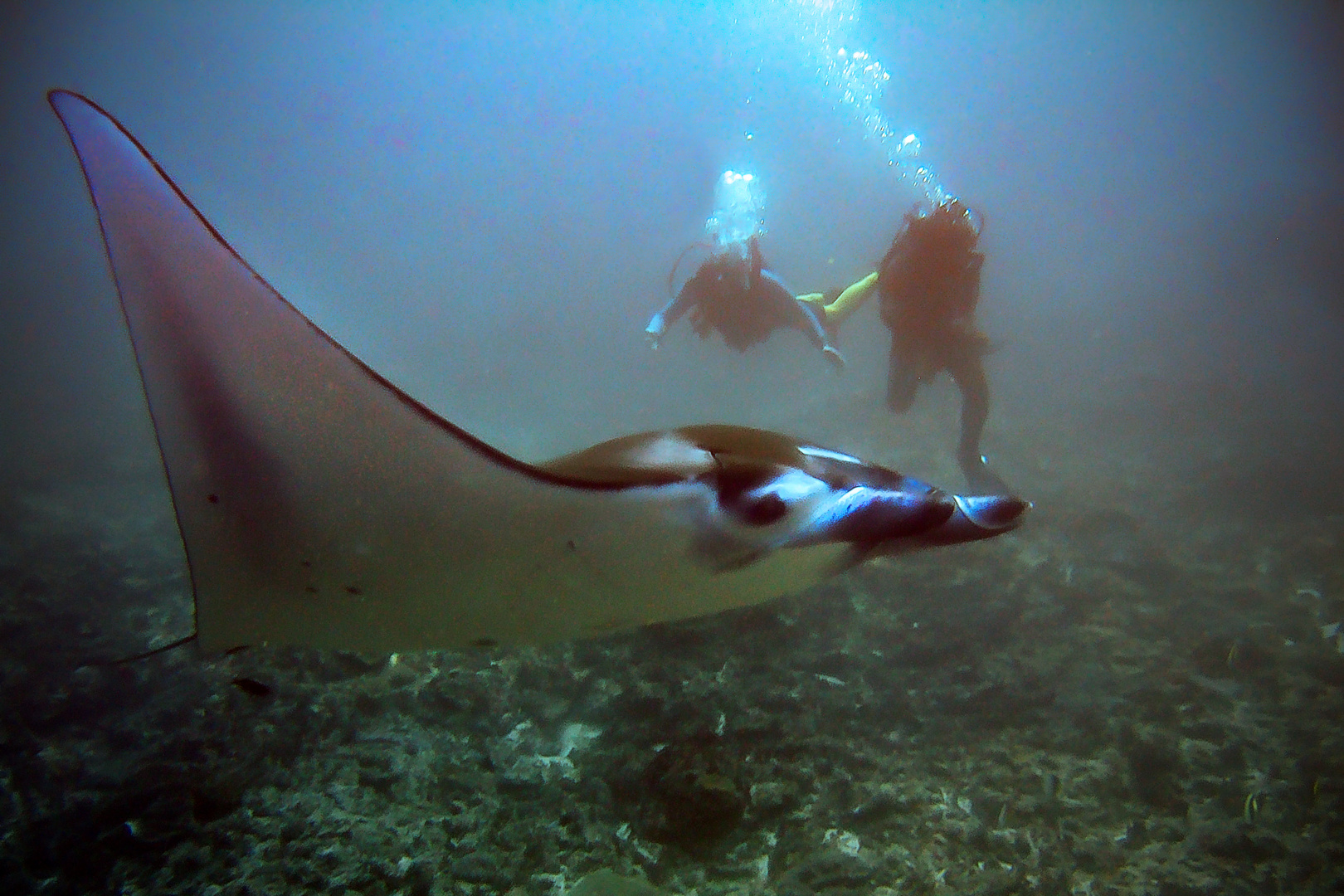 Diving with the Manta