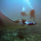 Diving with the Manta