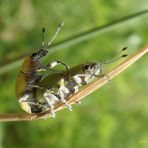 Divino Encuentro de Curculionidos