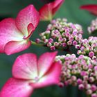 divins hortensias