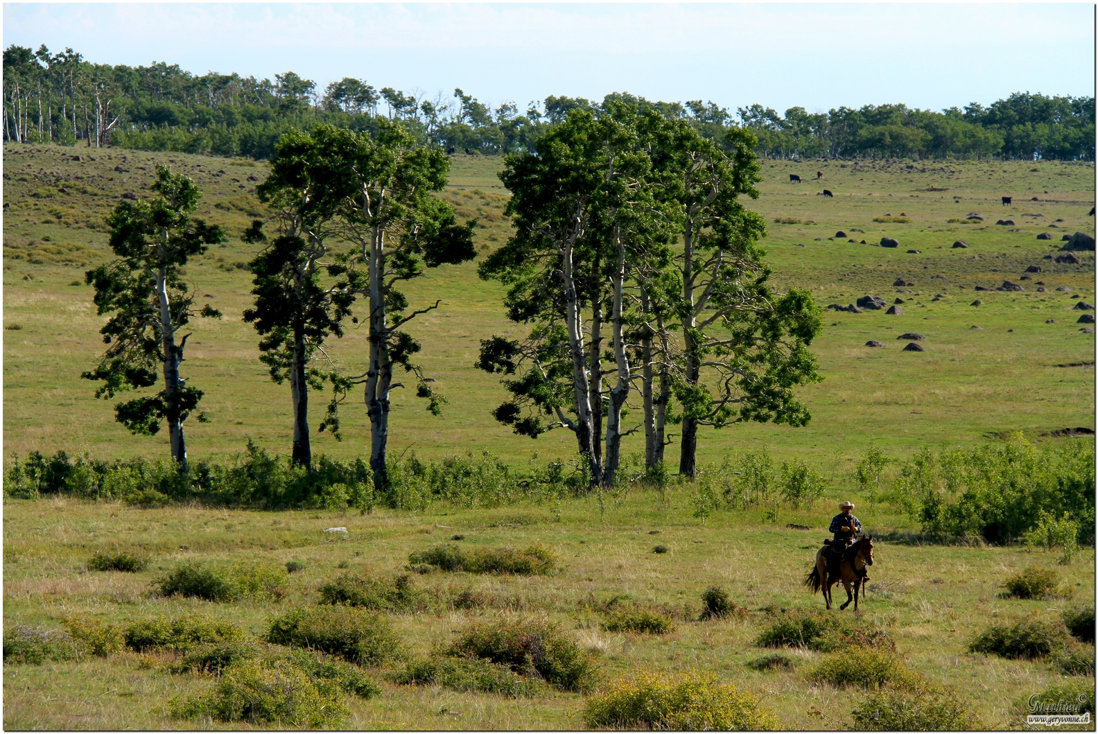 Dixie Forest