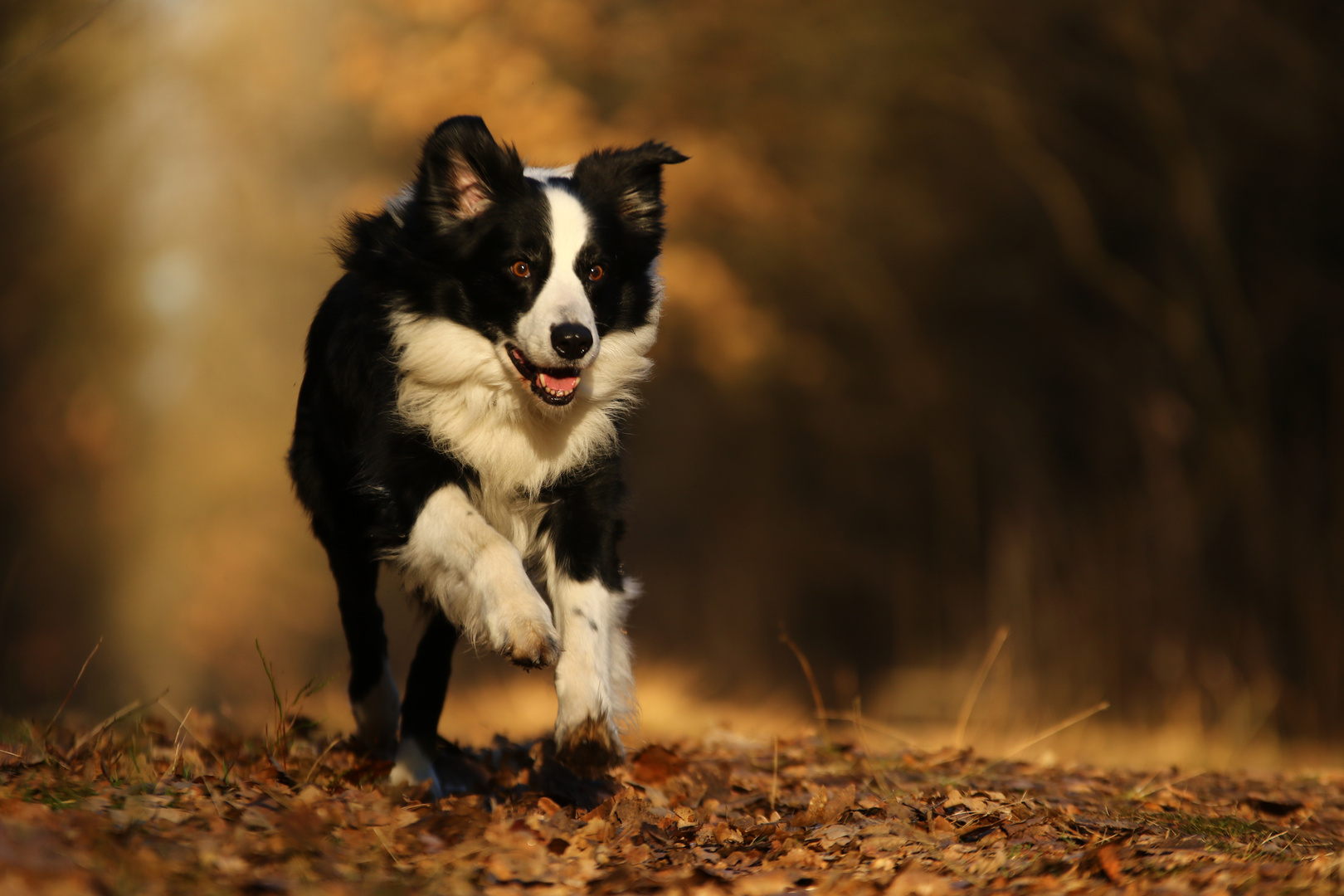 Dizzy im "Zauberwald"