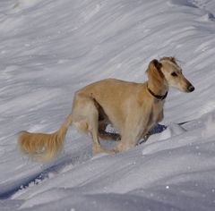 Djadi im Hochgebirge_02